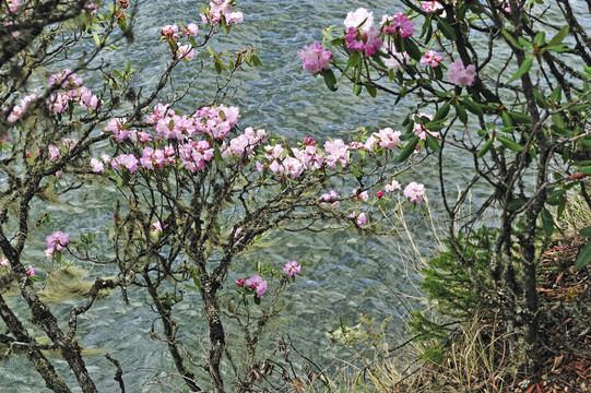 香格里拉杜鹃花