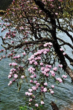 香格里拉杜鹃花