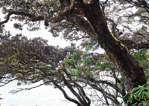 香格里拉杜鹃花