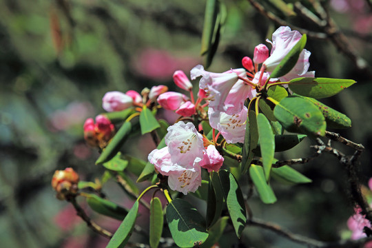 香格里拉普达措杜鹃花