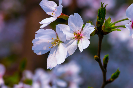 樱花