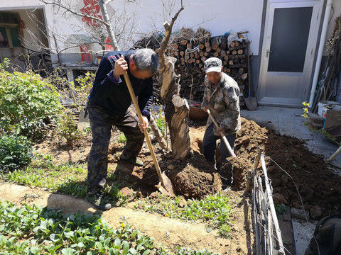 园林工人移植花木