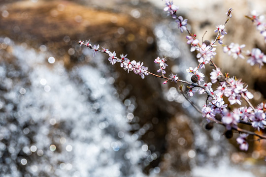 桃花