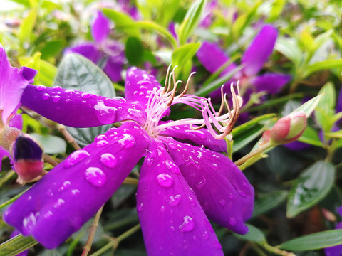 雨露