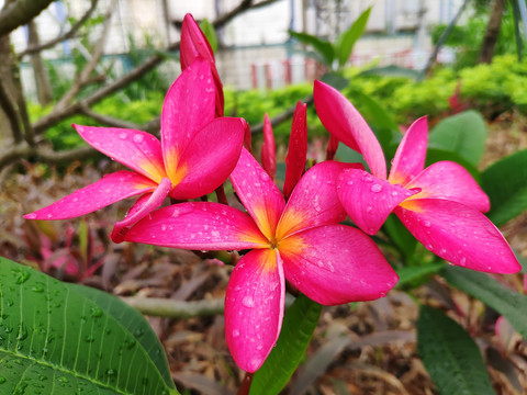 红花鸡蛋花