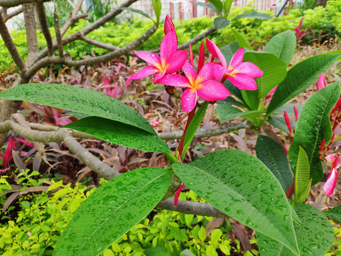 雨露与鸡蛋花