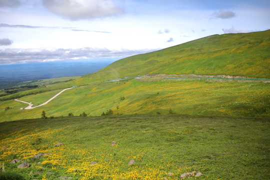 长白山西坡上山车道花海