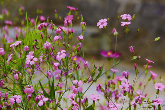 山花