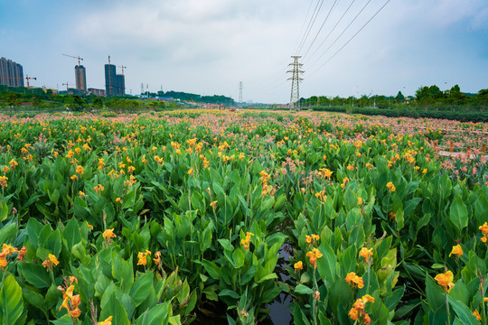 美人蕉花海田园风光素材