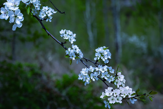 梨花峪