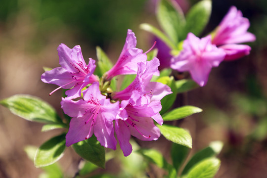 杜鹃花红艳艳