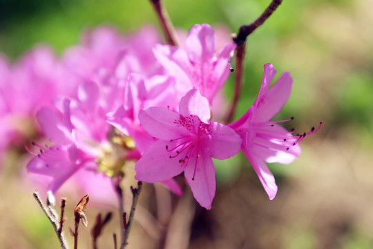 杜鹃花红艳艳