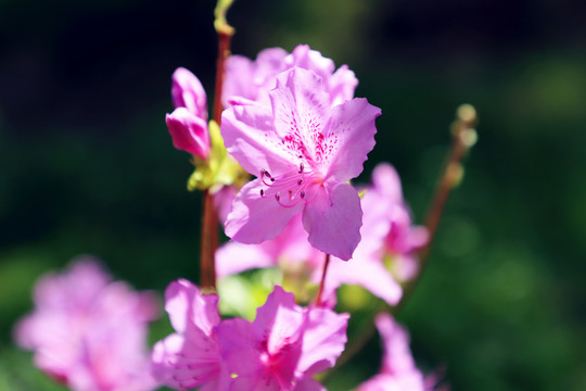 杜鹃花