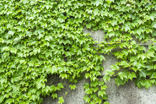 爬山虎绿植墙