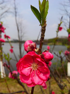 桃花