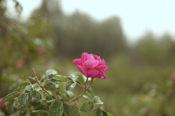和田玫瑰花