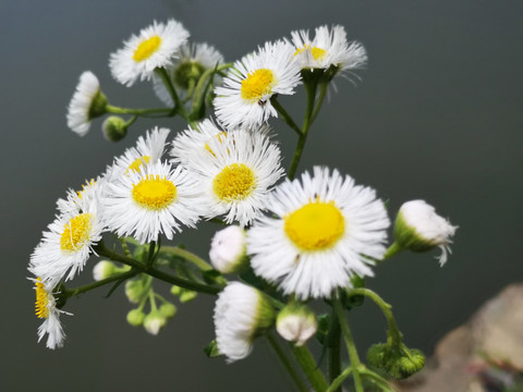 盛开的花朵