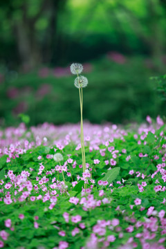 蒲公英和三叶草花