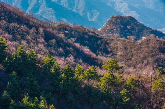 春天的山野