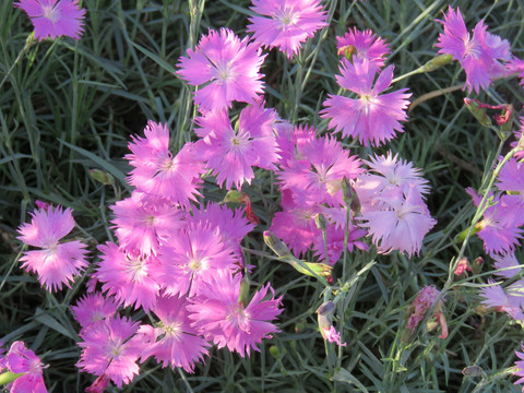 石竹花特写