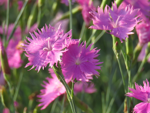 石竹花特写