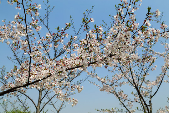 樱花