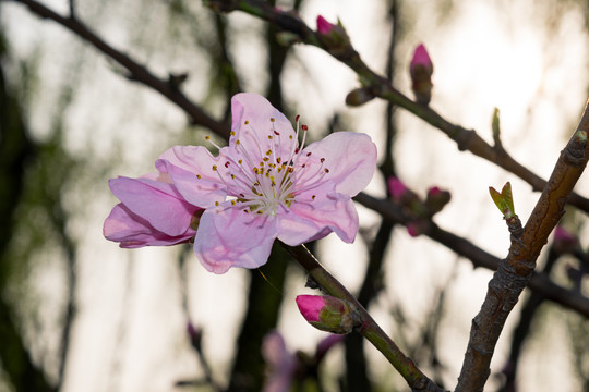 桃花