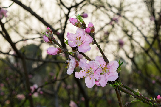 桃花