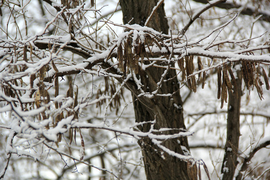 枝雪