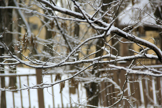 枝雪