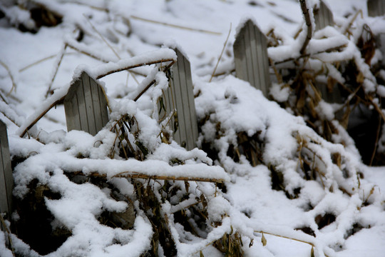 枝雪