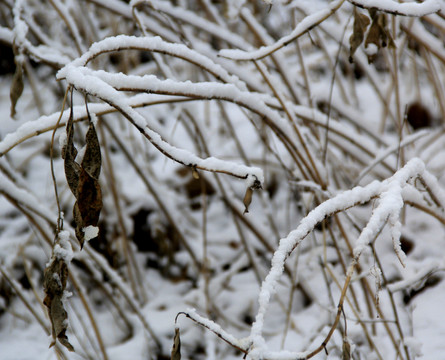 雪枝