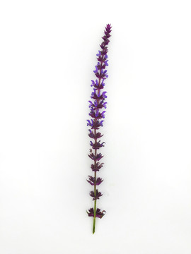 一株紫色花束