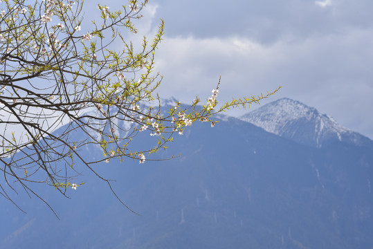 雪山桃花