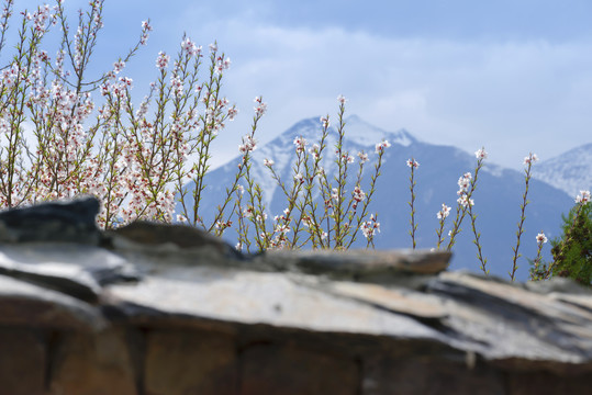 林芝桃花