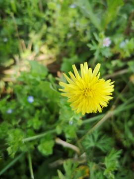 小黄花