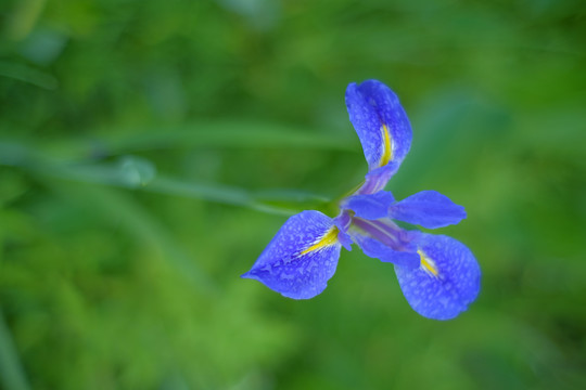 鸢尾花