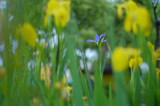 鸢尾花