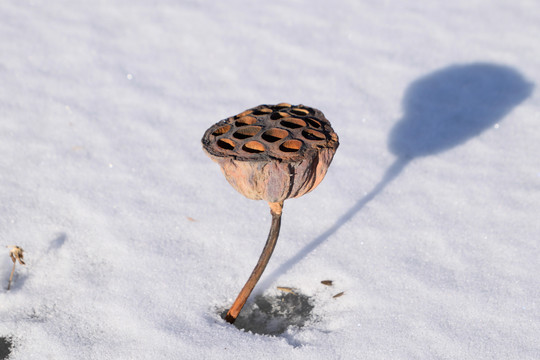 雪地莲蓬