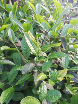 茶