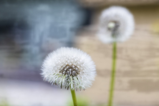 院子里的蒲公英