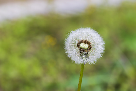 院子里的蒲公英