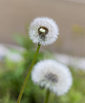 院子里的蒲公英