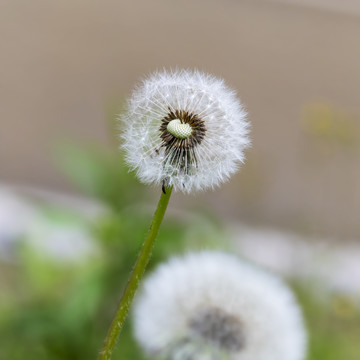 院子里的蒲公英