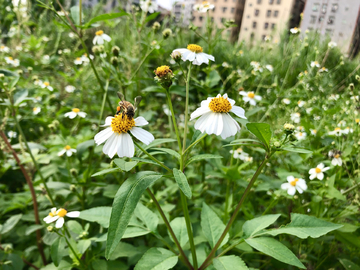 采蜜的小蜜蜂