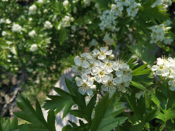 山楂树的花