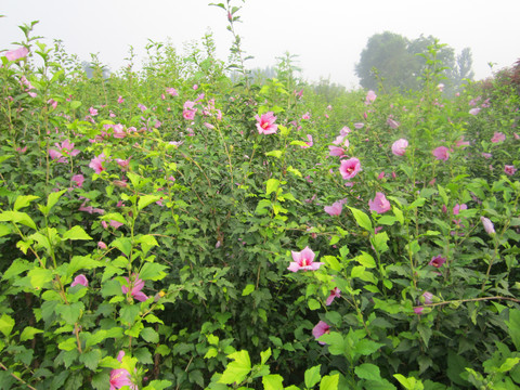 木槿花开