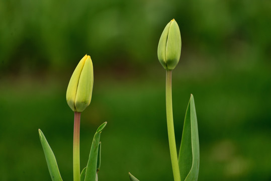 郁金香花苗