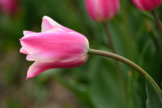 玫红色郁金香花朵特写