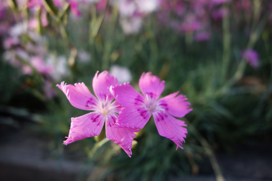 石竹花特写